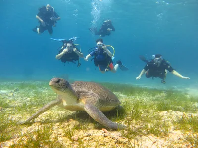 Cyprus Diving Center - Tauchen auf Zypern